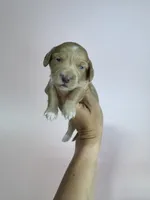 Abby , a male Miniature Dachshund for sale in Dora, MO – 4 of 4