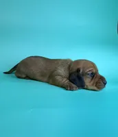 Tucker, a male Miniature Dachshund for sale in Dora, MO – Photo 2 of 3