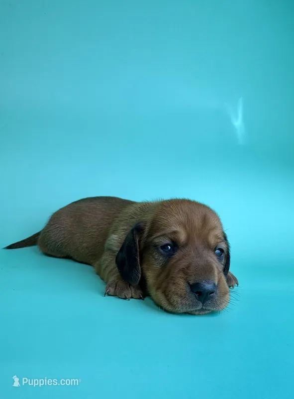 Tucker – Miniature Dachshund puppy for sale in Dora, MO