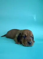 Tucker, a male Miniature Dachshund for sale in Dora, MO – Photo 1 of 3