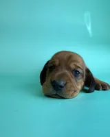 Tucker, a male Miniature Dachshund for sale in Dora, MO – Photo 3 of 3