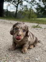Gerald, a male Miniature Dachshund for sale in Dora, MO – 2 of 6