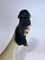 Adrian, a male Miniature Dachshund for sale in Dora, MO – 2 of 4