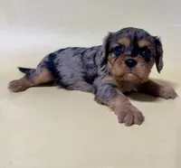 Delilah , a female Cavalier King Charles Spaniel for sale in Dora, MO – 2 of 2