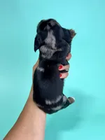 Carl , a  Miniature Dachshund for sale in Dora, MO – 3 of 4