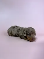 Emmy, a female Miniature Dachshund for sale in Dora, MO – 1 of 3
