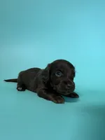 Macoy, a male Dachshund for sale in Dora, MO – 3 of 3