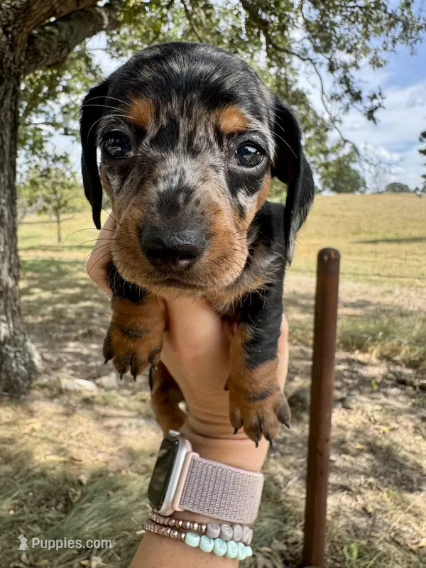 Miranda – Miniature Dachshund puppy for sale in Dora, MO
