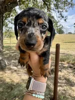 Miranda, a female Miniature Dachshund for sale in Dora, MO – 1 of 3