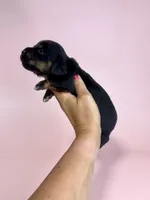 Callie, a  Miniature Dachshund for sale in Dora, MO – 2 of 3