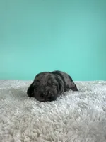 Sawyer, a male Miniature Dachshund for sale in Dora, MO – 2 of 5