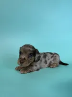 Madden, a male Miniature Dachshund for sale in Dora, MO – 5 of 8