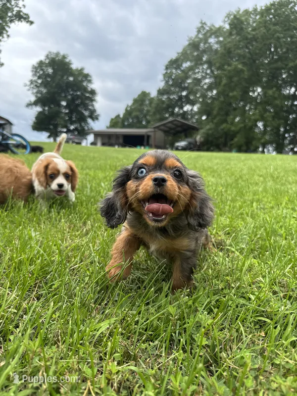 Zenon – Cavalier King Charles Spaniel puppy on hold in Dora, MO