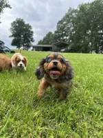 Zenon, a female Cavalier King Charles Spaniel for sale in Dora, MO – 1 of 4