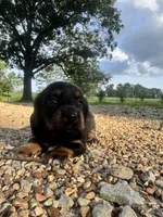 Callie, a female Miniature Dachshund for sale in Dora, MO – 3 of 6
