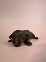 Ella, a female Miniature Dachshund for sale in Dora, MO – 2 of 2