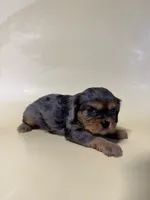 Dale, a male Cavalier King Charles Spaniel for sale in Dora, MO – 2 of 2
