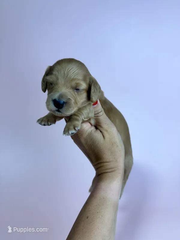 Annie  – Miniature Dachshund puppy for sale in Dora, MO