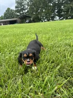 Zoey, a female Cavalier King Charles Spaniel for sale in Dora, MO – 2 of 4