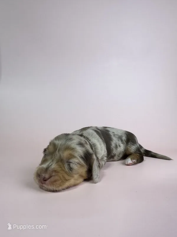 Daisy – Miniature Dachshund puppy for sale in Dora, MO