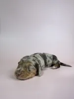 Daisy, a female Miniature Dachshund for sale in Dora, MO – 1 of 4