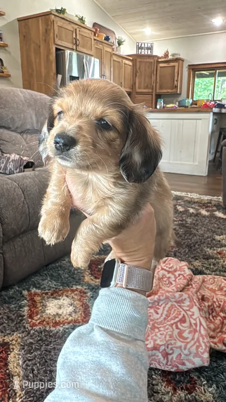Blue – Miniature Dachshund puppy for sale in Dora, MO