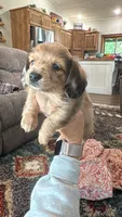 Blue, a male Miniature Dachshund for sale in Dora, MO – 1 of 6