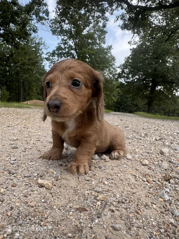 Farrah – Miniature Dachshund puppy for sale in Dora, MO