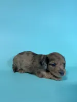 Blue, a male Miniature Dachshund for sale in Dora, MO – 2 of 9