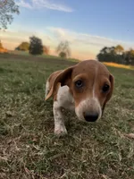 Izzy, a female Miniature Dachshund for sale in Dora, MO – 3 of 6