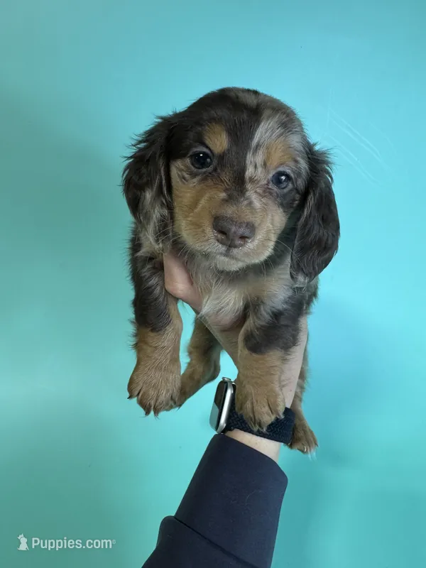 Brian – Miniature Dachshund puppy for sale in Dora, MO