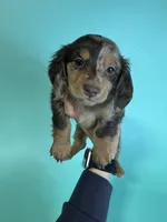 Brian, a male Miniature Dachshund for sale in Dora, MO – 1 of 4