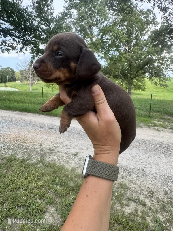 Emery  – Miniature Dachshund puppy for sale in Dora, MO