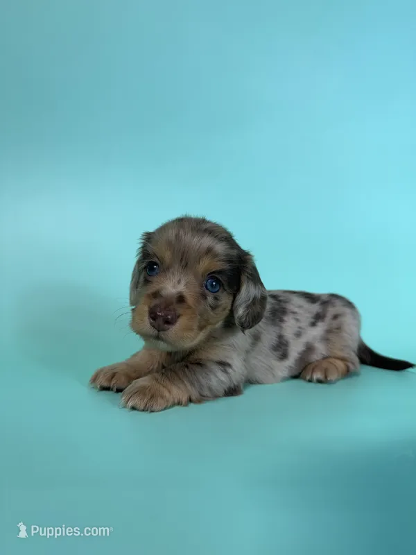 Madden – Miniature Dachshund puppy on hold in Dora, MO