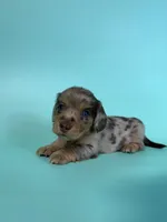 Madden, a male Miniature Dachshund for sale in Dora, MO – 1 of 8
