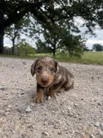 Georgia , a female Miniature Dachshund for sale in Dora, MO – 2 of 5