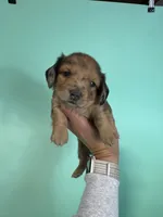 Blue, a male Miniature Dachshund for sale in Dora, MO – 3 of 9