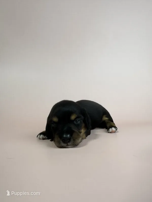 Adrian – Miniature Dachshund puppy for sale in Dora, MO