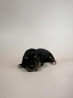 Adrian, a male Miniature Dachshund for sale in Dora, MO – 1 of 4