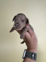 Farrah, a female Miniature Dachshund for sale in Dora, MO – 3 of 3