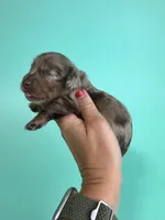Ely, a male Miniature Dachshund for sale in Dora, MO – 3 of 3