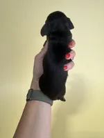 Faith , a female Miniature Dachshund for sale in Dora, MO – 3 of 3