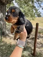 Matt, a male Miniature Dachshund for sale in Dora, MO – 3 of 3