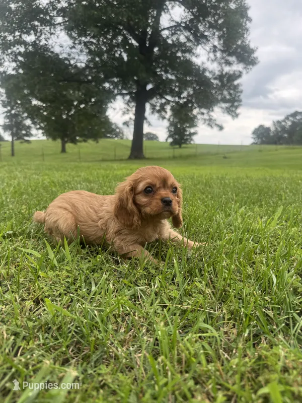 Davy – Cavalier King Charles Spaniel puppy for sale in Dora, MO