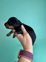 Riggs, a male Miniature Dachshund for sale in Dora, MO – Photo 3 of 3