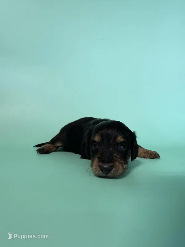 Riggs – Miniature Dachshund puppy for sale in Dora, MO