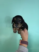 Riggs, a male Miniature Dachshund for sale in Dora, MO – Photo 2 of 3