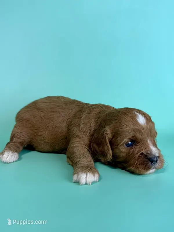 Adam – Cavapoo puppy for sale in Dora, MO