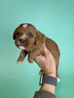 Adam, a male Cavapoo for sale in Dora, MO – Photo 2 of 2