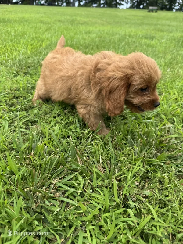 Bud – Cavapoo puppy for sale in Dora, MO